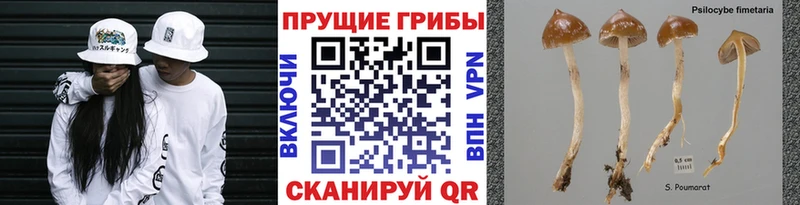 закладки  Катав-Ивановск  Галлюциногенные грибы GOLDEN TEACHER 